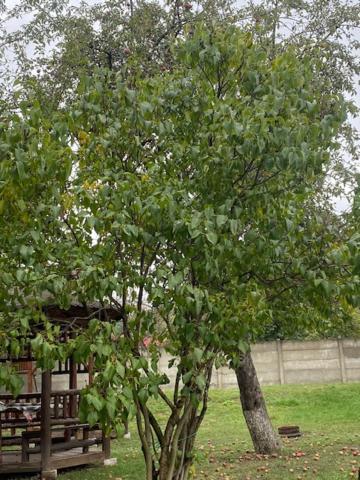 Pensiunea Casa Saxonia Rîşnov 外观 照片